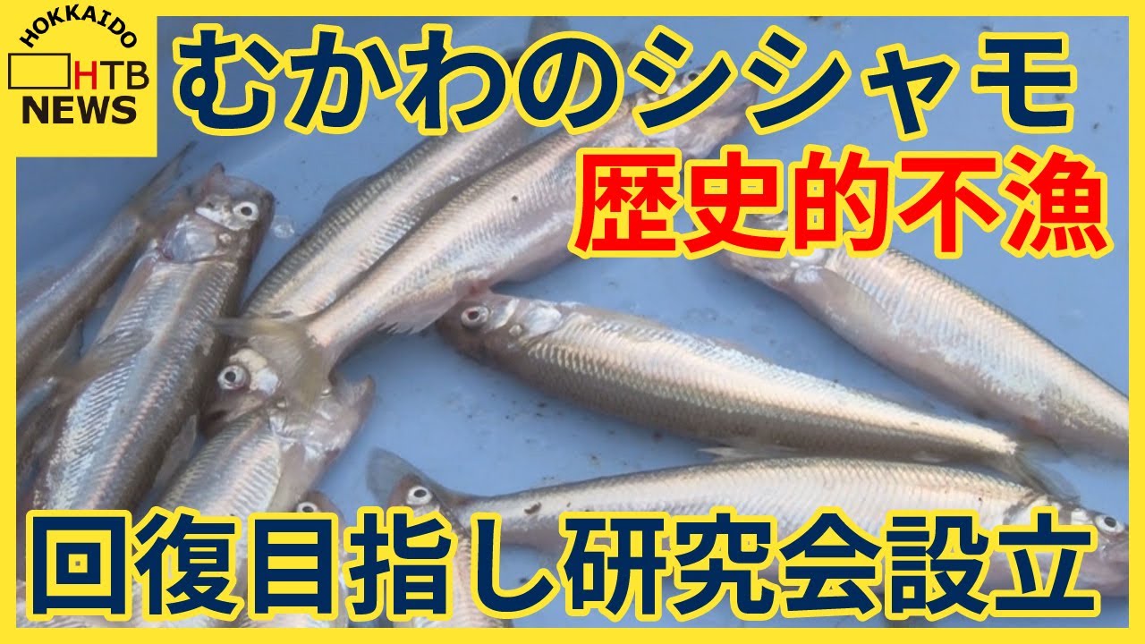 「むかわといえばシシャモ」のはずが…漁獲量わずか64kg　歴史的不漁に研究会設立　北海道むかわ町