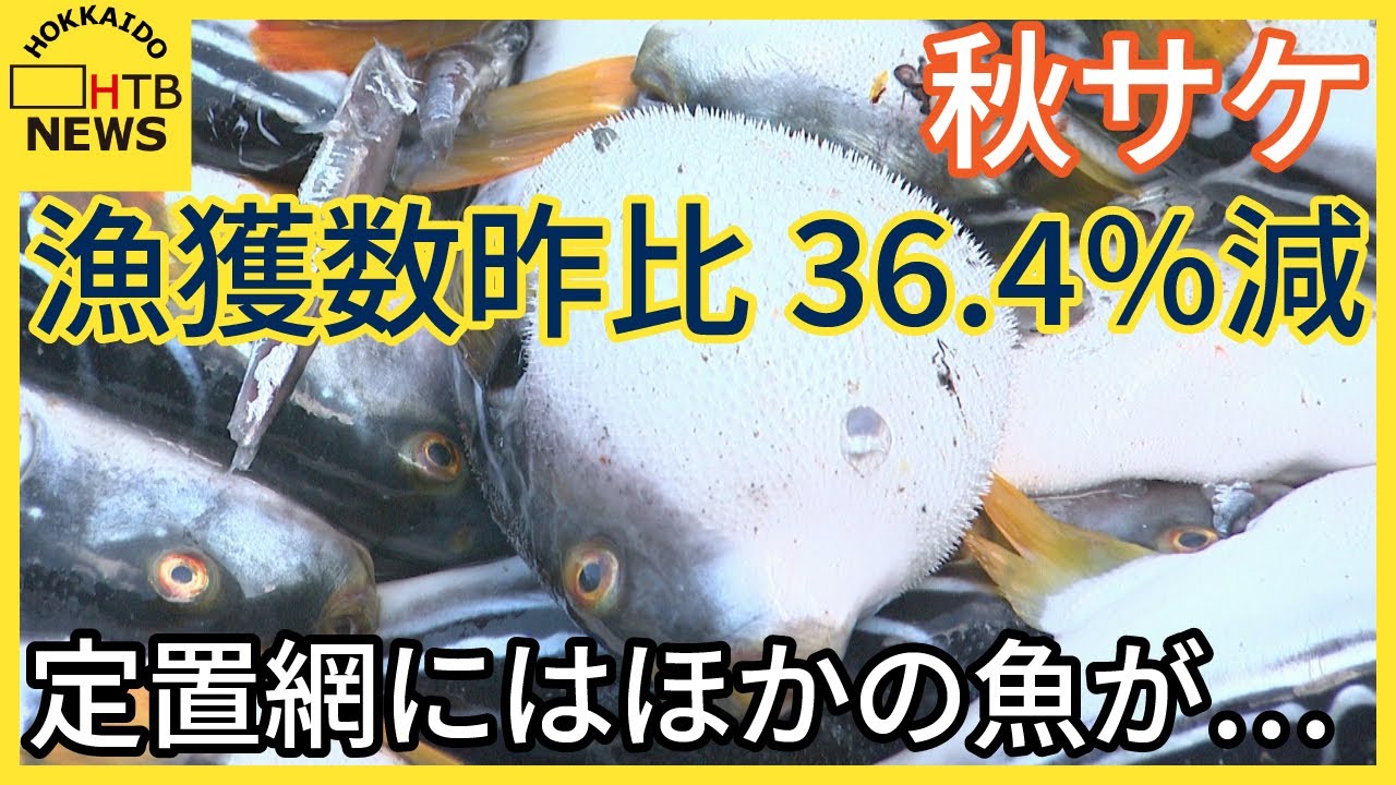秋の味覚に異変　秋サケ漁ピークも漁獲数昨比36.4％の減　北海道周辺のかつてない海水温の高さが原因か